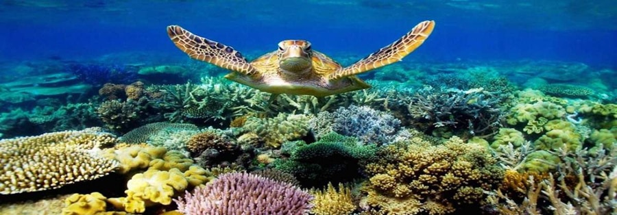 Sea Turtle Watching And Conservation Tours