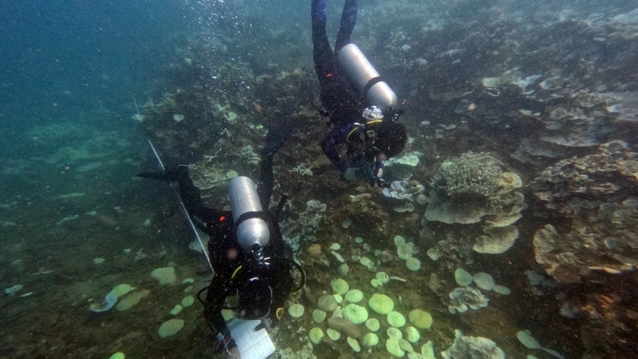 Snorkeling And Diving Within Protected Waters