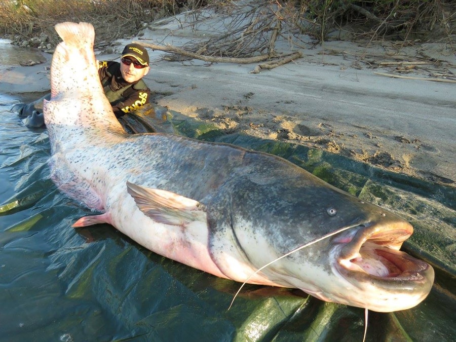 giant Mekong catfish
