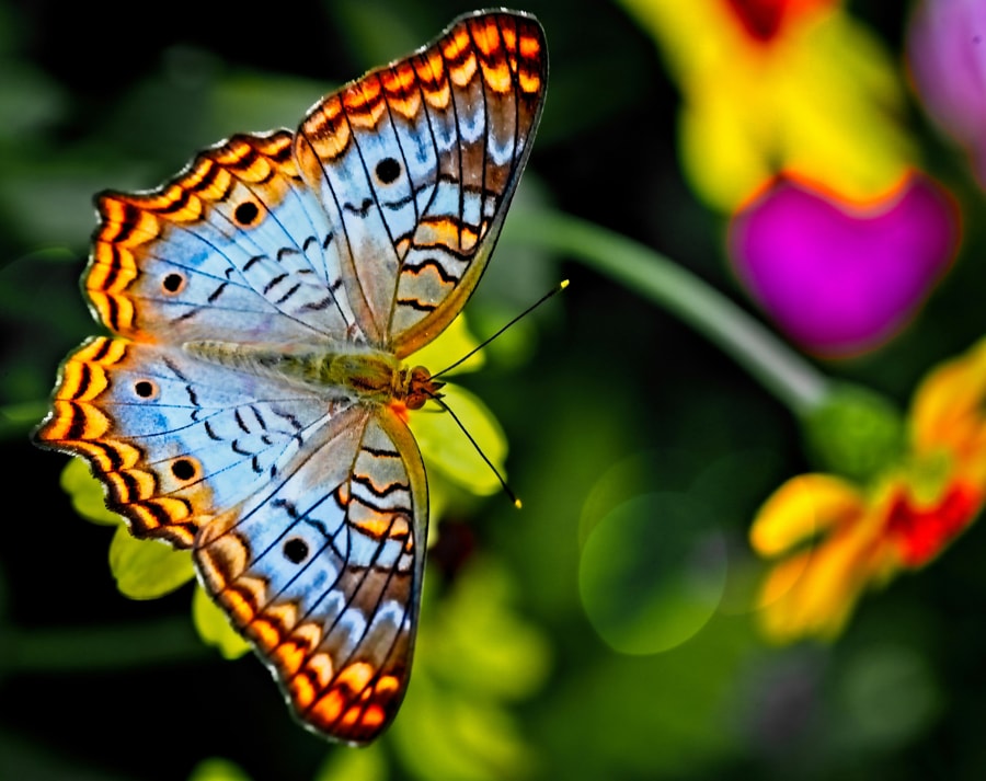 Admire The Colorful Butterflies At Banteay Srey Butterfly Centre