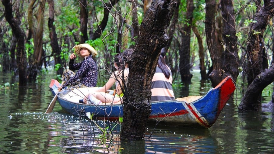 Explore The Flooded Mangrove Forest