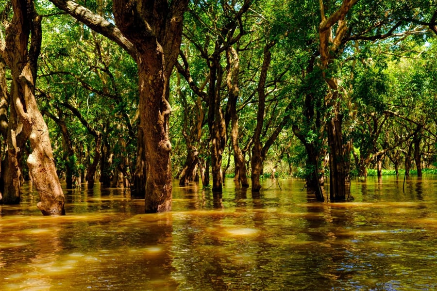 Flooded Mangrove Forest