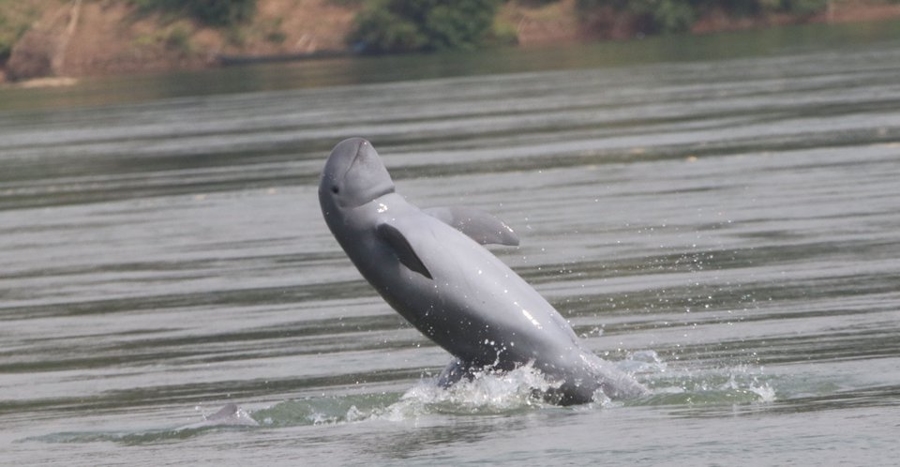 Irrawaddy Dolphins In Kratie