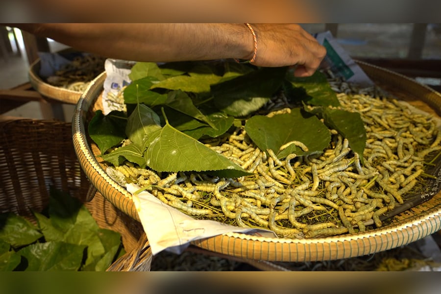 Silkworm Rearing House