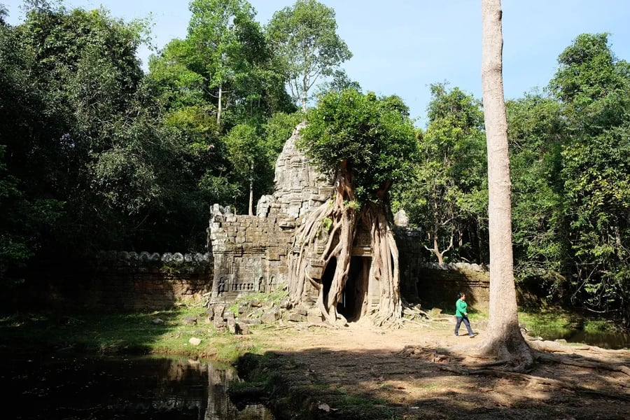 Snap the Iconic Tree Root Gate