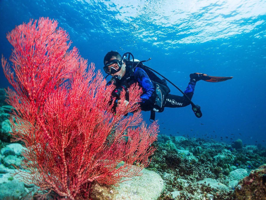 Koh Ta Kiev Coral Snorkeling