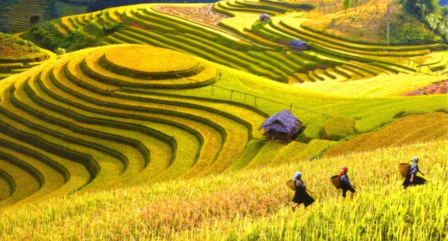 Mai Chau in the golden rice season