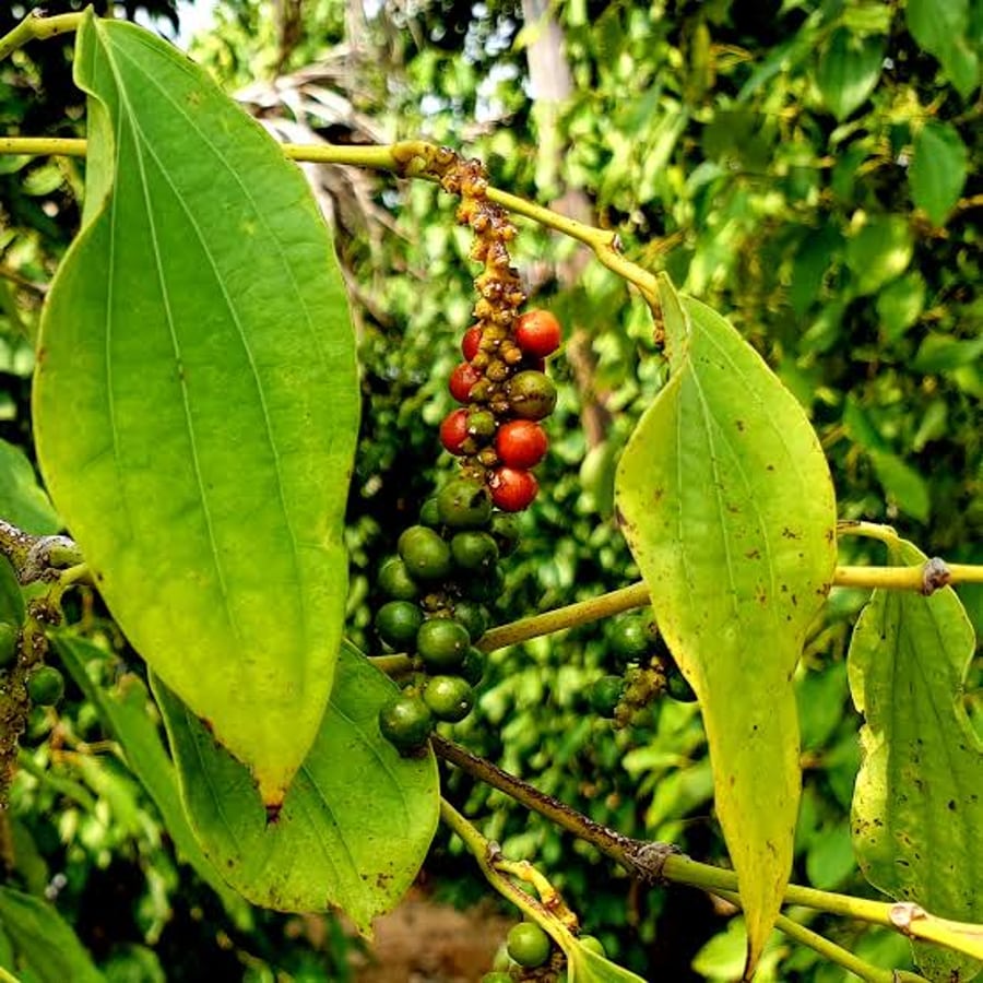 Pepper in Farm Kampot