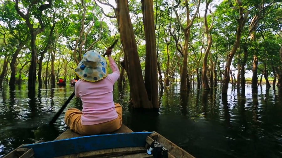 Mangrove Forests in Ream National Park